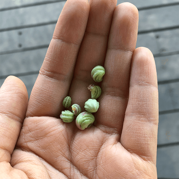 semillas de mastuerzo